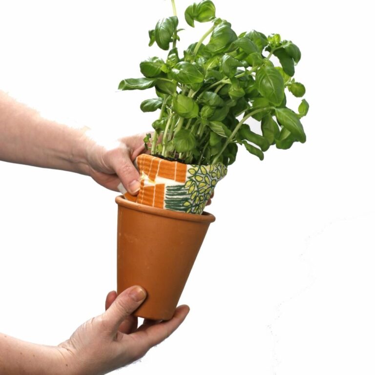 Basil to ceramic pot with dishcloth