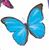 butterflies_50x50